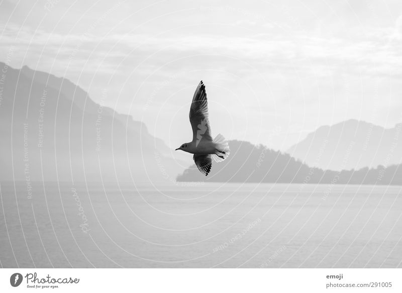 free spirit Environment Nature Sky Lake Animal Bird 1 Freedom Flying Seagull Black & white photo Exterior shot Day Contrast Silhouette Shallow depth of field