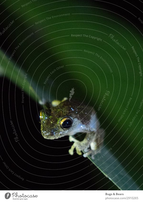 Frog King Nature Forest Virgin forest Animal Wild animal 1 Adventure Eyes Detail Travel photography Borneo Frog Prince Leaf Reptiles Night shot Contrast