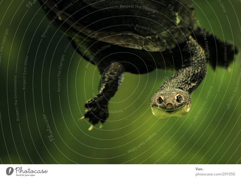 Hello! Nature Animal Water Wild animal Claw Aquarium Turtle Head Neck 1 Swimming & Bathing Green Colour photo Subdued colour Interior shot Close-up Deserted