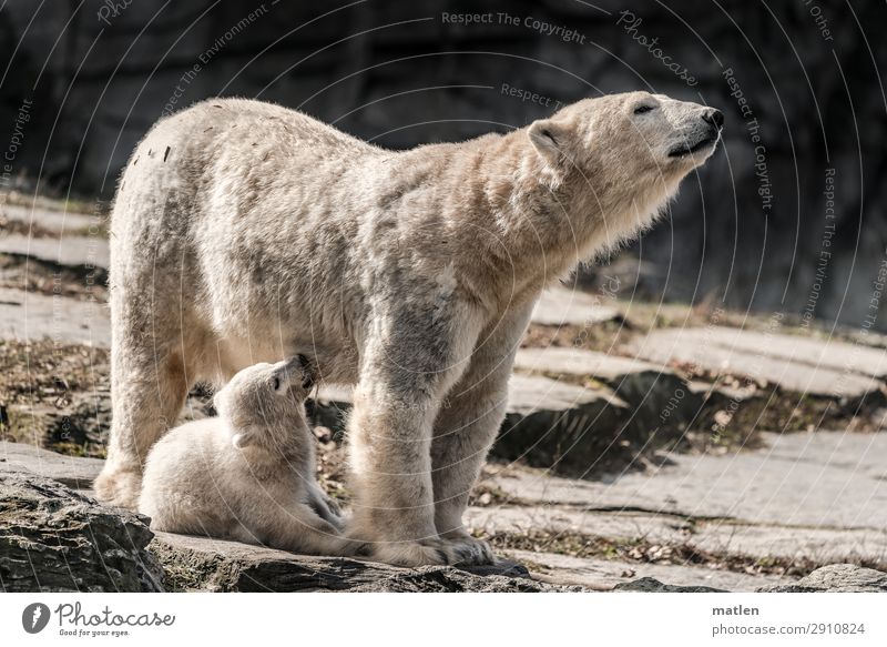 suckling Animal Animal face Pelt 2 Baby animal Animal family Drinking Cute Brown Gray White Polar Bear Mother Mammal Appease Colour photo Subdued colour