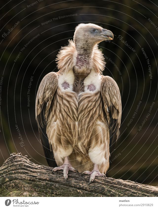 Wally Tree Animal Bird 1 Observe Dark Naked Brown White Looking away Vulture Colour photo Subdued colour Exterior shot Close-up Copy Space left Copy Space right