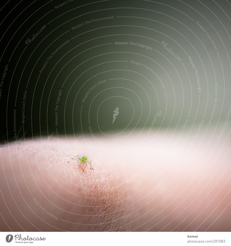 Small green male Skin Animal Wild animal Insect Flea 1 Sit Green Colour photo Subdued colour Exterior shot Close-up Copy Space top Day Light Blur