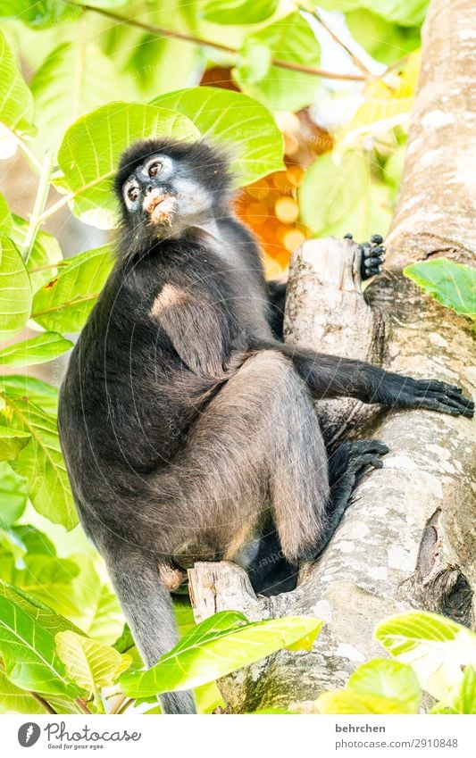 at a loss for words observantly Observe Cute peer spectacle langurs Light Day Deserted Contrast Animal portrait Wilderness Exterior shot Colour photo Exotic