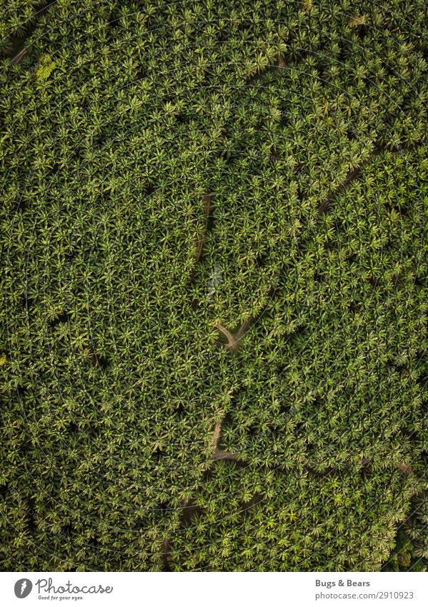 palm oil Environment Nature Landscape Plant Climate Climate change Forest Virgin forest Threat Palm tree Monoculture Borneo Malaya Plantation