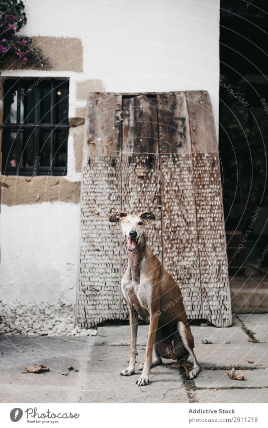 Funny dog near shabby building on street Dog Street Pavement Building Shabby spanish greyhound Purebred Animal Pet Weathered galgo Exterior Sidewalk Obedient