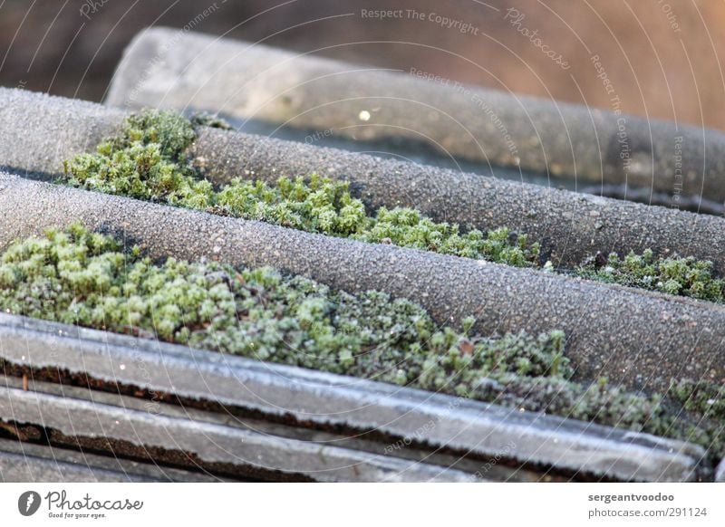 Moss on roof tile in winter Environment Winter Weather Ice Frost Roof Roofing tile Concrete Build Lie Old Sharp-edged Cold Near Beautiful Under Gray Green Moody
