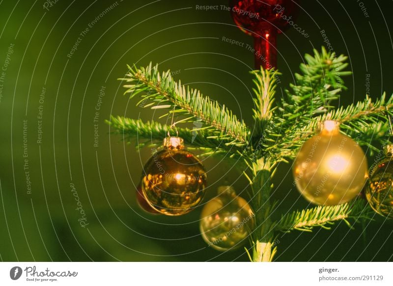 He greened so green. Decoration Sphere Gold Green Christmas tree Christmas & Advent Christmas decoration Glitter Ball Embellish Fir tree Fir needle Fir branch