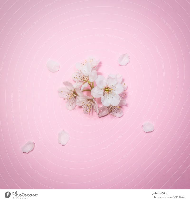 Hoa anh đào nở trên nền hồng - hình ảnh chụp với bản quyền miễn phí - Với hình ảnh hoa anh đào nở trên nền hồng đầy màu sắc, chúng ta sẽ được đắm chìm vào không gian đẹp như mơ với các cánh hoa tinh tế và bản sắc bình dị. Hãy cùng chúng tôi khám phá những hình ảnh đẹp nhất của mùa xuân.
