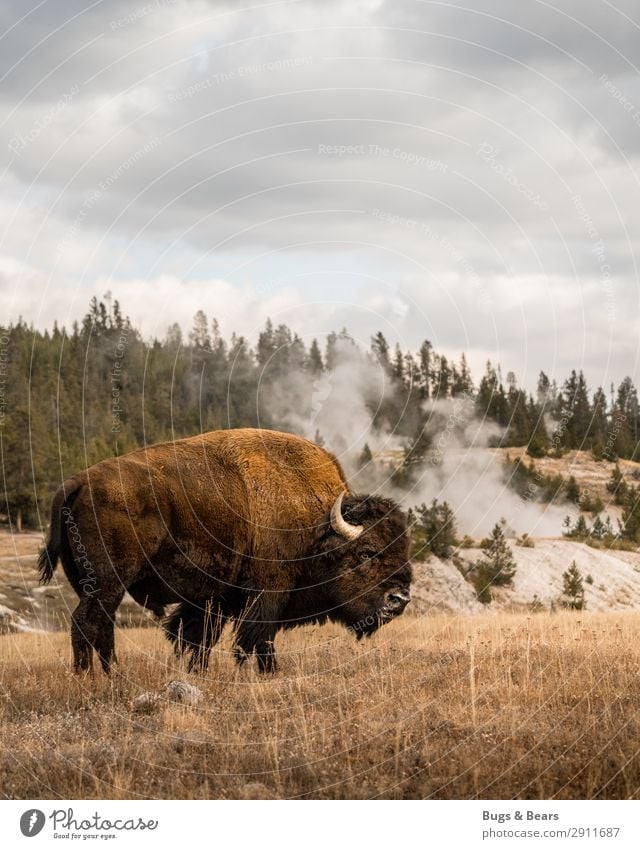 yellowstone Environment Nature Landscape Elements Clouds Climate Warmth Volcano Animal Wild animal Herd Adventure Vacation & Travel Safety Power Bison Buffalo