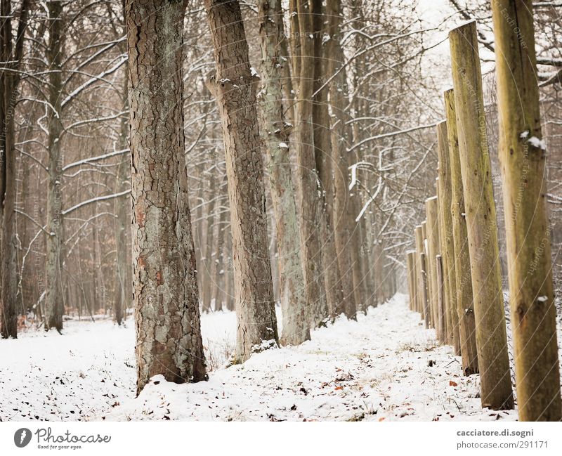 similar but different Winter Snow Tree Forest Fence Lanes & trails Wooden stake Line Exceptional Simple Friendliness Tall Brown White Moody Determination