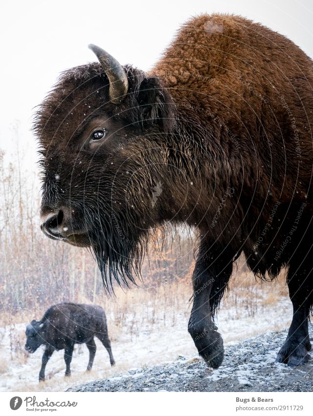 Wood Bison Animal Wild animal Exceptional Adventure Buffalo Canada Alaska Winter Love of animals Antlers Strong Nature Snow The Arctic Travel photography Snout