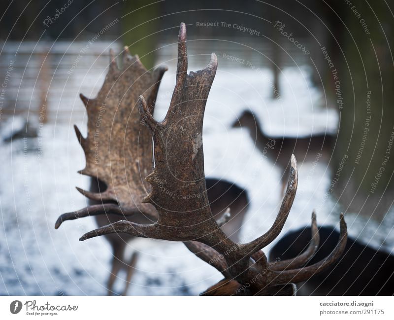 at the animal park Winter Snow Forest Wild animal Deer Group of animals Antlers Exceptional Dark Gigantic Uniqueness Natural Above Point Brown Bravery Power