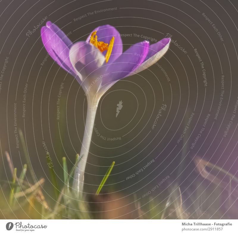 Crocus in sunlight Easter Nature Plant Sun Sunlight Spring Beautiful weather Flower Grass Meadow Blossoming Fragrance Glittering Illuminate Small Near Natural