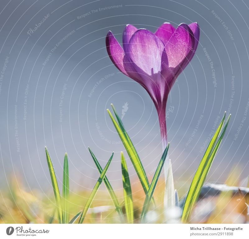 Crocus in the spring sun Nature Plant Sky Sunlight Spring Beautiful weather Flower Grass Meadow Blossoming Glittering Illuminate Growth Esthetic Fragrance Near