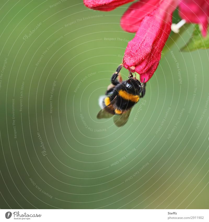 a bumblebee hangs upside down Bumble bee bomb Bumblebee on blossom Easy Ease Blossom leave Hang Idyll Suspended Head first Dock May Endurance red petals Insect