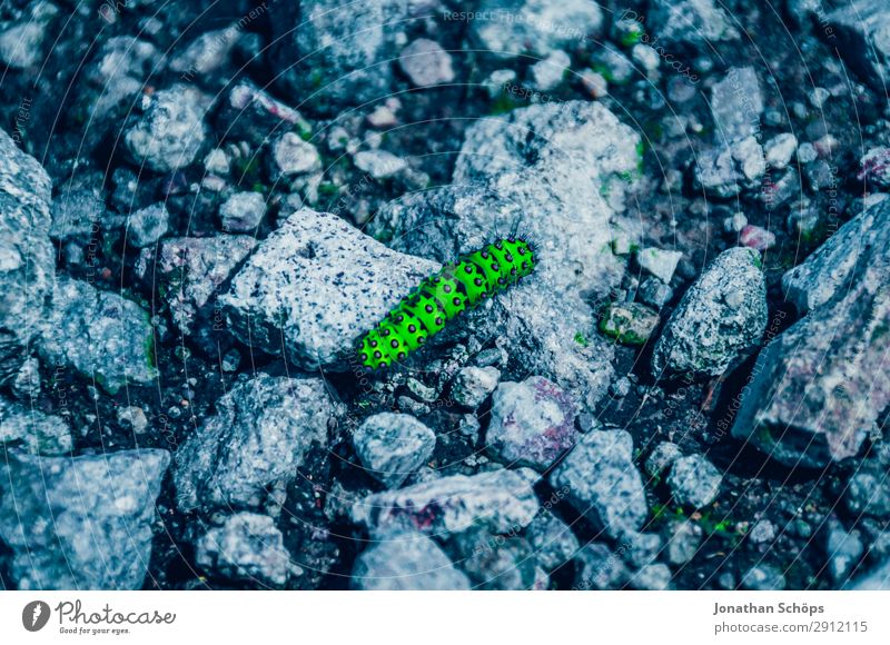 Close-up of a green caterpillar on a stone Nature Animal 1 Stone Cold Blue Green Edinburgh Great Britain Scotland Insect Caterpillar Neon Bright green
