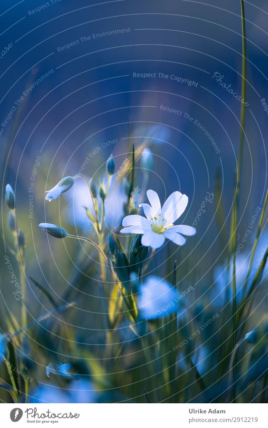 Starwort in the evening light - Nature Wellness Harmonious Well-being Contentment Relaxation Calm Meditation Spa Wallpaper book cover Card Feasts & Celebrations