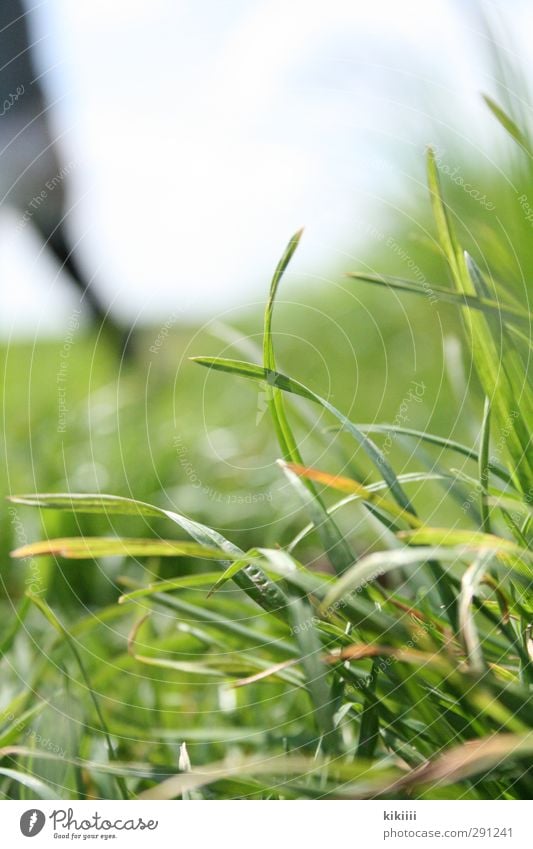 Near and far Grass Meadow Blade of grass Green Human being Blur Shallow depth of field Sky Legs Muddled