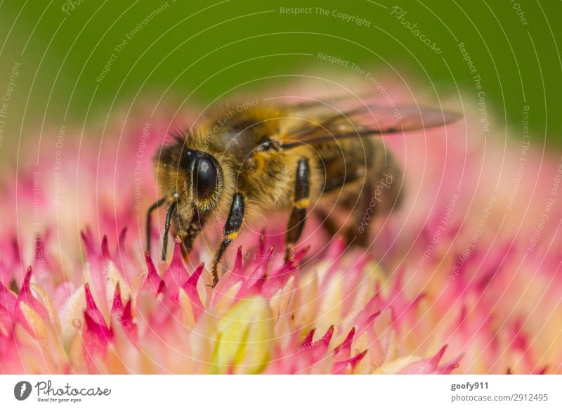 honey bee Trip Expedition Environment Nature Plant Animal Sunlight Spring Summer Flower Blossom Garden Park Meadow Farm animal Wild animal Bee Animal face Wing