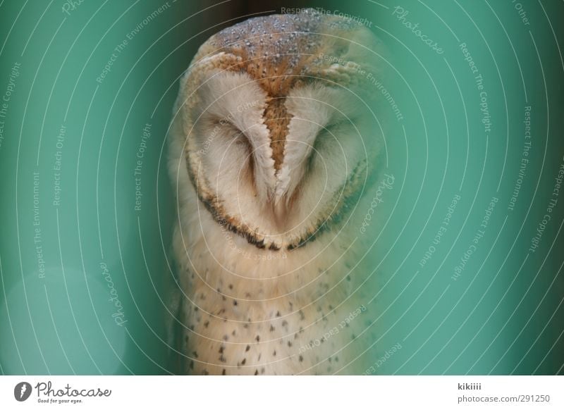 tired Owl birds Grating Captured Sleep Green Turquoise Feather Eyes Closed Wait Sit Zoo speckled Eagle owl Shallow depth of field Blur
