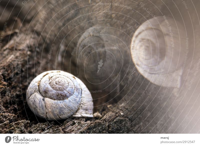 The dream world of the old snail Animal Dead animal Snail shell 1 Wood Spiral Lie Old Exceptional Dark Creepy Cold Natural Concern Grief Death Dream Reflection
