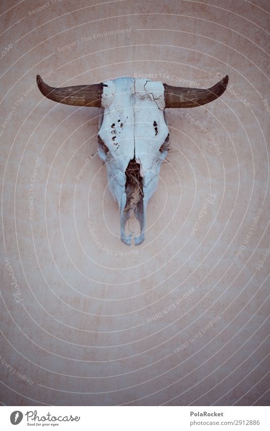 #A# spooky Art Esthetic Animal skull Death Ways of dying Look of death Mortal agony Decoration Antlers Wild West Dry Desert Dangerous End Game over