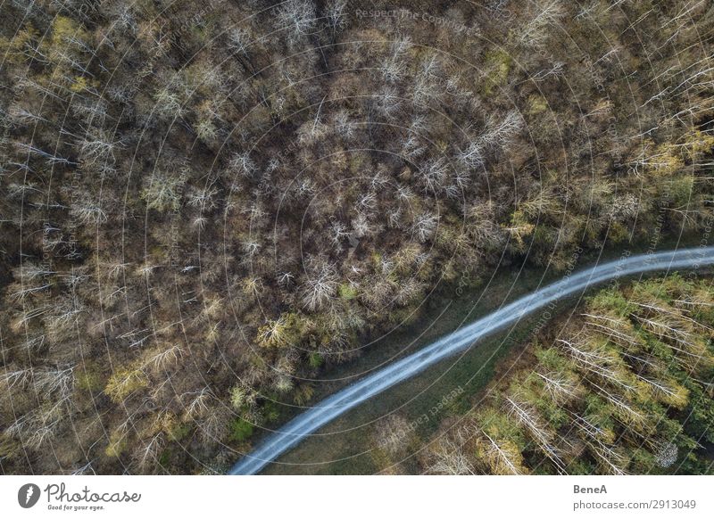 Small road in a forest seen from above Aerial Air Bavaria Bend Bird's Eye View Drone Fall Forest Germany Green Landscape Line Lonely Natural Nature Path Road