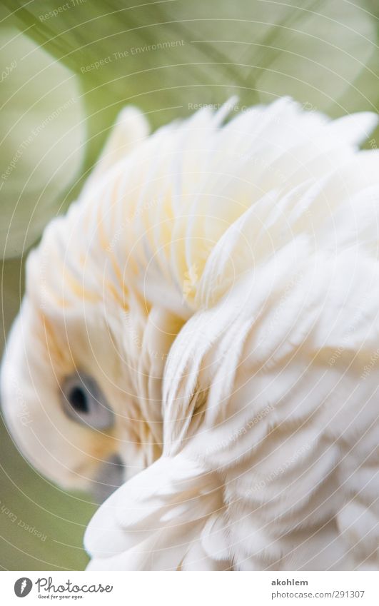 cockatoo Animal Bird Animal face Wing Zoo 1 Think Relaxation Looking Elegant Exotic Beautiful Cuddly Warmth Soft Yellow Green White Secrecy Warm-heartedness