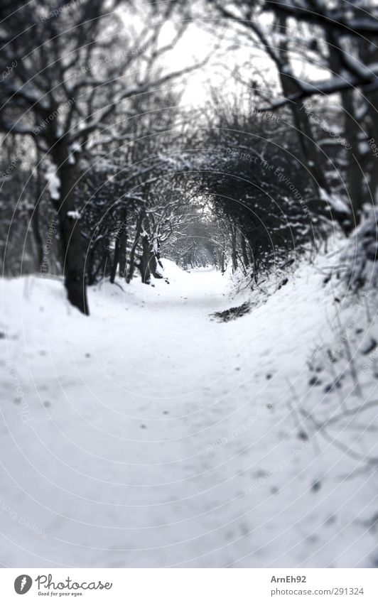 snow tunnel Nature Winter Snow Tree Bushes Forest Cold Black & white photo Exterior shot Deserted Day Contrast