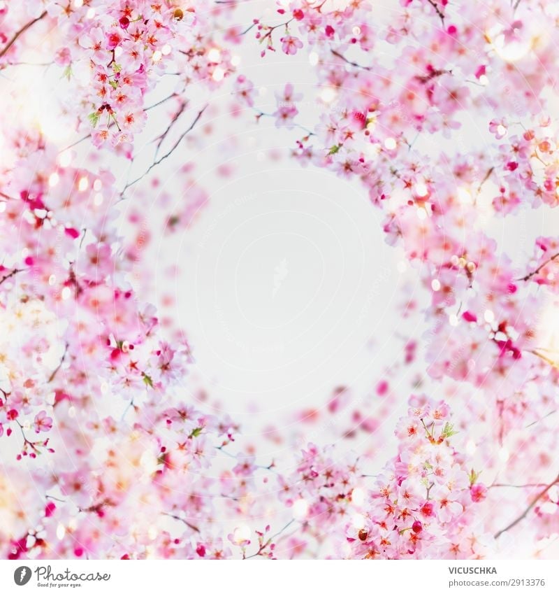 Beautiful spring cherry blossom frame background. Style Design Summer Garden Nature Plant Spring Flower Leaf Blossom Pink White Background picture April