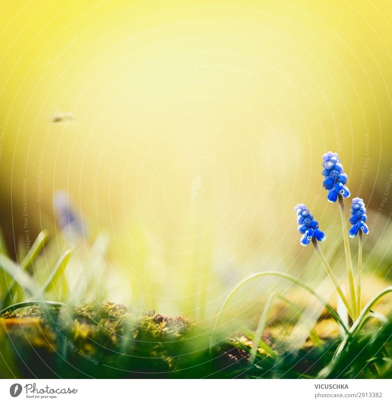 Spring nature background with hyacinth flowers Lifestyle Joy Summer Garden Nature Landscape Plant Flower Blue Yellow Background picture springtime day