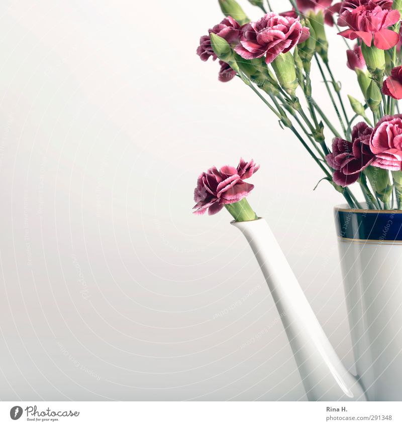 Coffee substitutes Style Flower Coffee pot Vase Blossoming Bouquet Dianthus Still Life Square Art Colour photo Interior shot Deserted Copy Space left