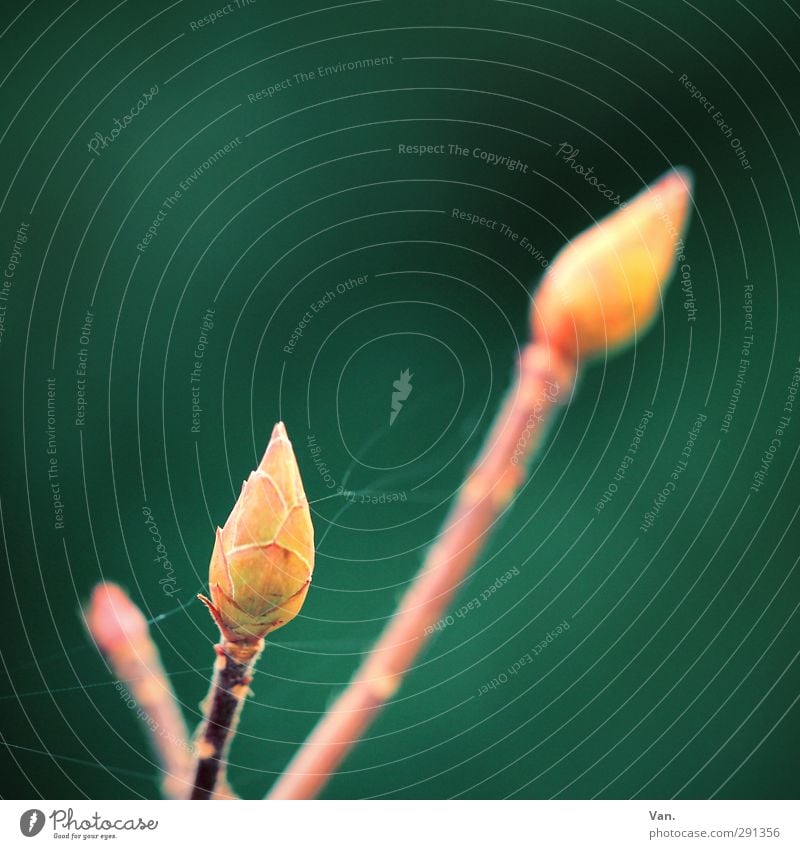everything in the green area Nature Plant Foliage plant Leaf bud Twig Garden Yellow Green Spider's web Colour photo Multicoloured Exterior shot Close-up