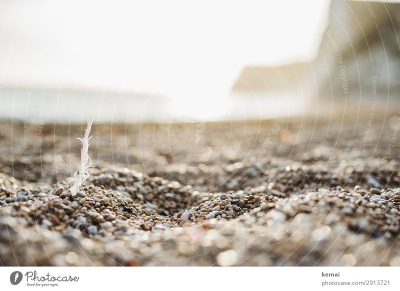 Feather on the beach Harmonious Well-being Contentment Senses Relaxation Calm Leisure and hobbies Vacation & Travel Trip Adventure Freedom Nature Landscape