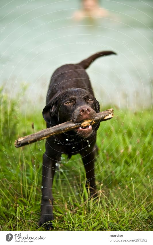 Brown Labby Environment River bank Münster Channel Animal Pet Dog Labrador 1 Baby animal Wood Discover Relaxation Playing Wet Cute Speed Athletic Joy