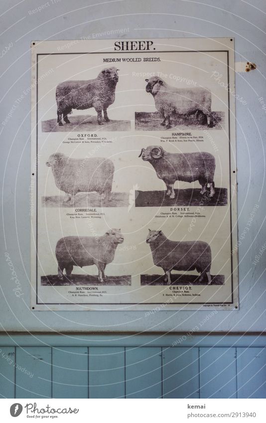 Poster with sheep breeds illustration breed of sheep Wall (building) Blue Hang statement