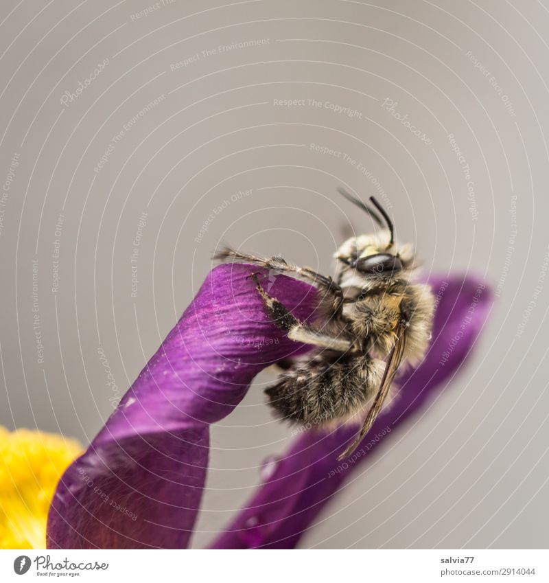 wild bee Environment Nature Spring Plant Tree Blossom Anemone Garden Animal Wild animal Bee Insect 1 Cute Soft Yellow Gray Violet Fragrance Colour photo