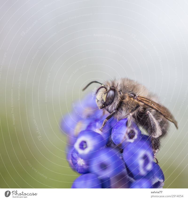 wild bee Environment Nature Spring Plant Flower Blossom Muscari Spring flowering plant Animal Bee Animal face Wing Insect 1 Blossoming Fragrance Colour photo
