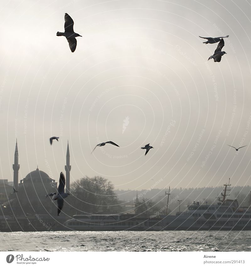 in the morning at the Bosporus Far-off places Freedom Sky Winter Fog Coast Ocean Istanbul Turkey Town Skyline Deserted Building Mosque Minaret The Bosphorus