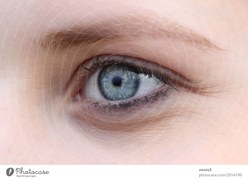 blue eye Human being Feminine Young woman Youth (Young adults) Adults Face Eyes 1 13 - 18 years 18 - 30 years Blue Personal hygiene Beauty parlor Eyebrow