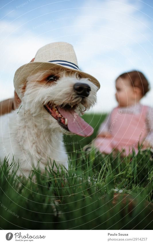 Dog with hat Lifestyle Tourism Adventure Environment Nature Spring Beautiful weather Field Hat Animal Pet 1 To enjoy Love Lie Vacation & Travel Hiking Together