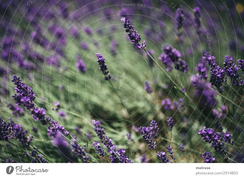 L A V E N D E E L Flowers III Food Herbs and spices Lifestyle Style Nature Sunlight Summer Plant Bushes Blossom Lavender field Park Fragrance Perspective