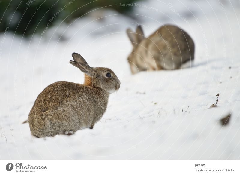 rabbits Environment Nature Animal Wild animal 2 Brown Gray Hare & Rabbit & Bunny Winter Colour photo Exterior shot Deserted Copy Space right Copy Space bottom