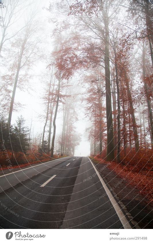 red Environment Nature Landscape Fog Tree Forest Cold Red Street Colour photo Exterior shot Deserted Day Wide angle