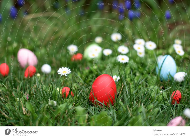 Easter hunt - red egg in a grass Design Beautiful Hunting Decoration Feasts & Celebrations Group Culture Nature Landscape Plant Sky Flower Grass Meadow Fresh