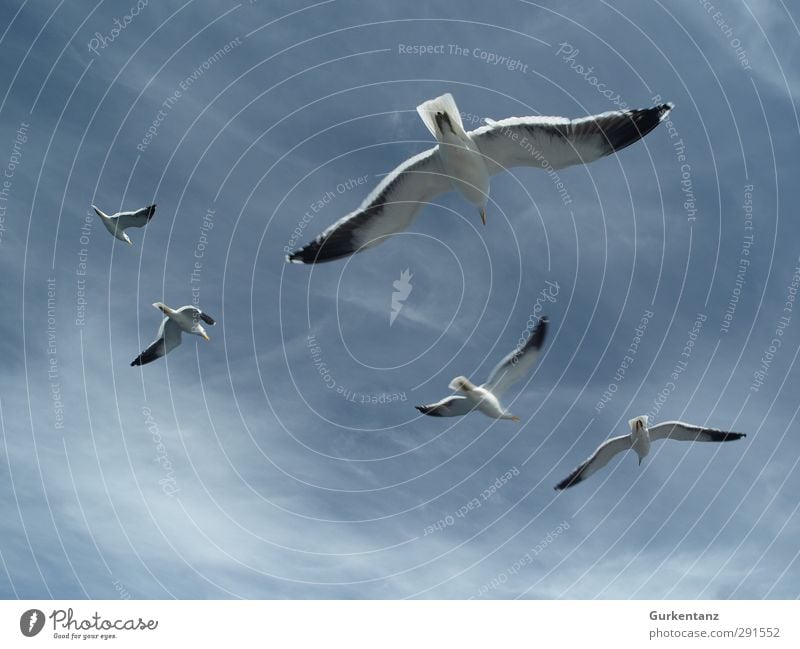 seagull squadron Bird Group of animals Flying Hunting Together Blue Power Agreed Loyal Friendship Love of animals Fear of flying Relationship Arrangement