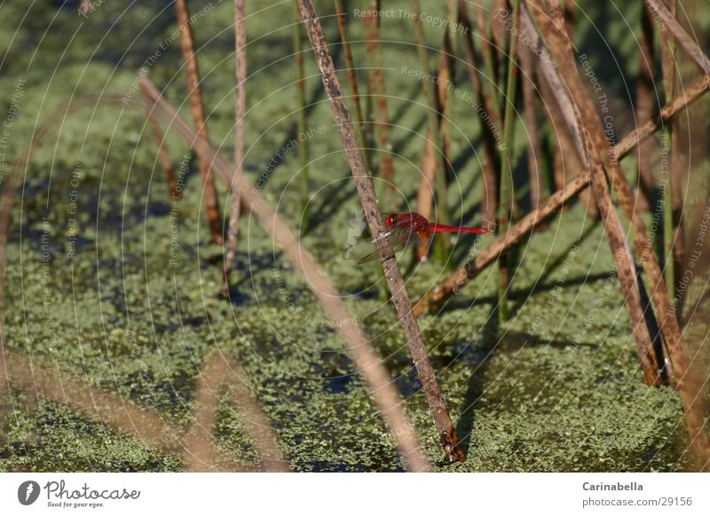 Red One Dragonfly Marsh Insect Water