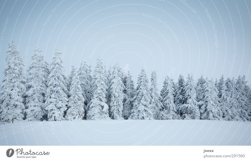 organ pipes Nature Sky Winter Ice Frost Snow Tree Forest Cold Gloomy Blue Black White Idyll Coniferous forest Fir tree Colour photo Subdued colour Exterior shot
