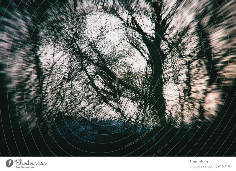 Mysterious tree world Environment Nature Plant Sky Autumn Winter Weather Tree Park Forest Blue Green Black White Emotions Irritation Double exposure Dream