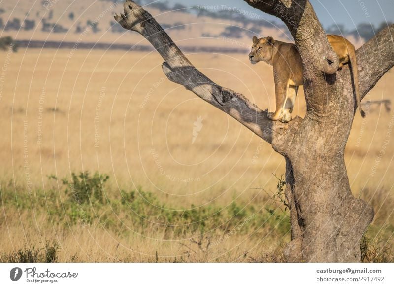 A female lion stands watch in a tree Tourism Safari Adults Nature Landscape Animal Grass Park Cat Wild Yellow Gold Dangerous Pride Africa african big Botswana